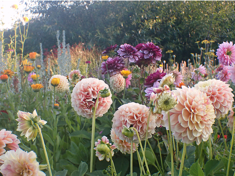 Flora Hagetjenester, hage Stavern, sommerblomster, staudehage, planteforslag hage, hageinspirasjon, bievennlig hage, gartnertjenester, Galleri Askehagen