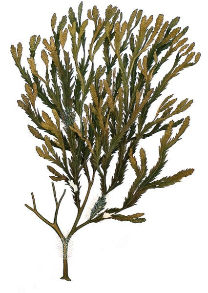 Kunst i opplag, kunsttrykk, giclee, interiør, billedkunst, norsk kunstner, botanisk kunst, botanisk, botanikk kunst, sagtang, fucus serratus