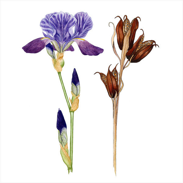 Kvadratisk kort med konvolutt, hageiris, iris germanica, botanisk kunst, botanisk bilde, kunstkort, flora motiver, botanisk kunst, botanical art, botanical artist,  botanikk., botanisk, hage, gave