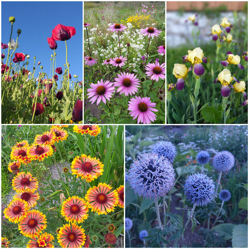Planteplan, plantedesign, hagedesign, staudehage, naturlig beplantning, gartner Larvik, gartner Stavern, Askehagen, pollinatorvennlig hage, hage uten sprøytemidler, økologisk hage