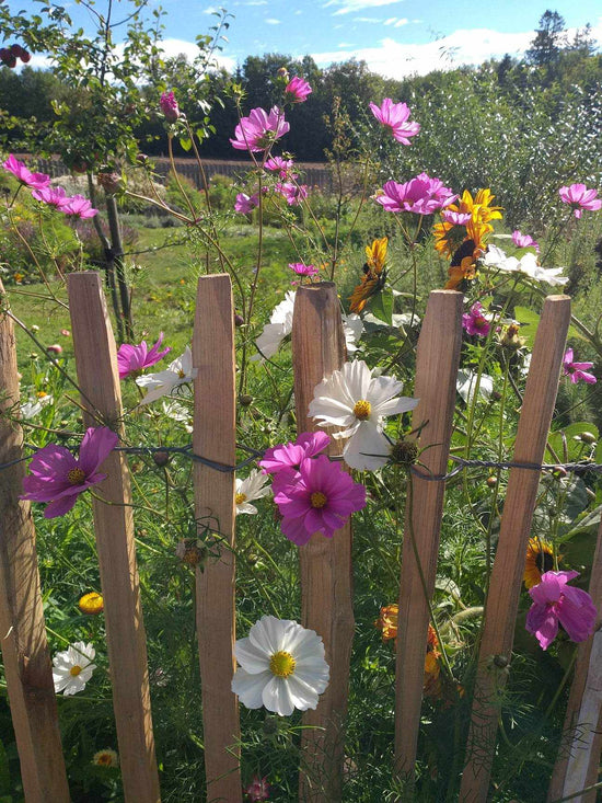 staudehage, blomstrende hage, blomstring fra vår til høst, plantedesign, planteråd, gartner