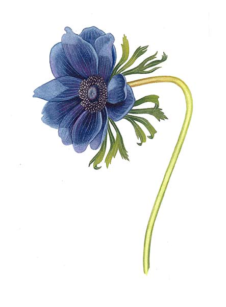 anemone coronaria, kronsymre, botanical art, botanisk tegner, botanisk kunst, botanisk illustratør