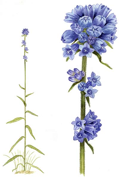 campanula cervicaria, stavklokke, blomster i veikanten, botanisk kunst, Galleri Askehagen, 