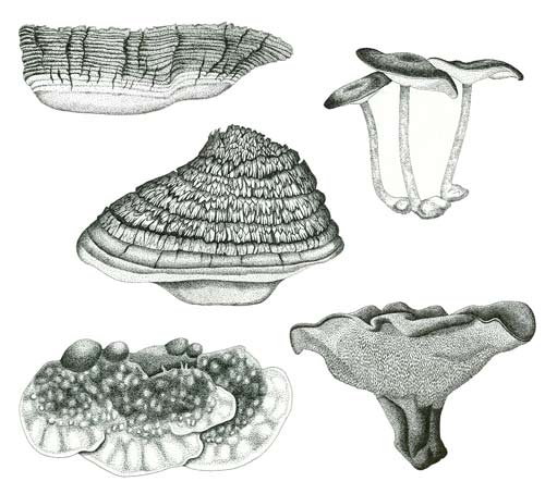 european polypores, trekjuker, kjuker, sopptegning, botanisk kunst