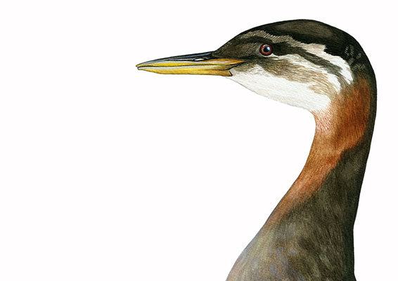 gråstrupedykker, podiceps grisegena, fugletegner, fuglekunst, birdart, fugler, fugletegning 
