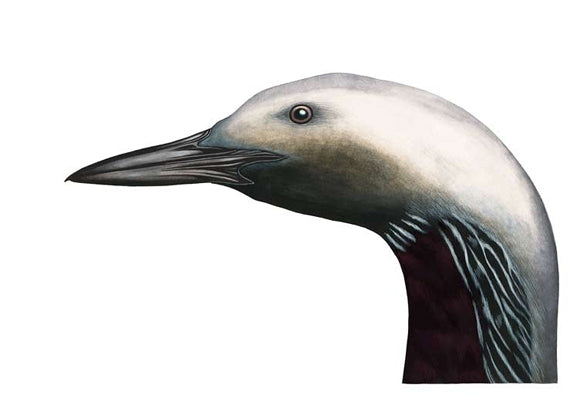 storlom, gavia arctica, bird artist, fuglekunst, fugletegner, naturtegner, kunst ornitologi, akvarell fugl, Annegi Eide