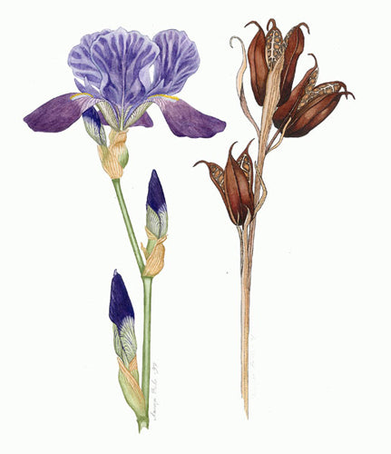 Galleri Vestfold, galleri Stavern, Annegi Eide, botanisk kunst, botanisk tegning, norsk billedkunstner, blomster kunst, flora bilder, kunst online, botanisk kunstner, florategning, norsk kunstner, botanical artist, norwegian artist, kunst Stavern