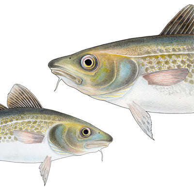 torsk, gadus morhua, lofottorsk, skrei, tegning torsk, illustrasjon torsk, norske fisker