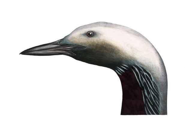 storlom, gavia arctica, fuglekunst, fuglekunstner, kunst fuglemotiv, kunst i opplag, ornitologi, fuglekjennskap, fugleinteressert, gave, fuglebilde, zoologisk kunst, fugletegning