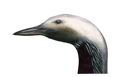 storlom, gavia arctica, fuglekunst, fuglekunstner, kunst fuglemotiv, kunst i opplag, ornitologi, fuglekjennskap, fugleinteressert, gave, fuglebilde, zoologisk kunst, fugletegning