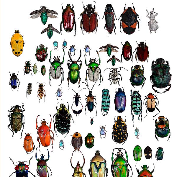 coleoptera, biller, billesamling, insektsamling, insekter, vakre kunstkort, kunstner