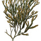 Kunst i opplag, kunsttrykk, giclee, interiør, billedkunst, norsk kunstner, botanisk kunst, botanisk, botanikk kunst, sagtang, fucus serratus