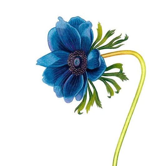 Kronsymre, anemone coronaria, botanisk kunst, hageblomster, stauder, hagenmin, hagetidend, hageselskapet, kort med botaniske motiver, blomsterkort