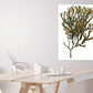 Kunst, norsk kunstner, billedkunst, vakre interiører, vakre hjem, botanisk kunst, botanikk kunst, tangbilde, sagtang, kunst i opplag, botanical art, flora kunst