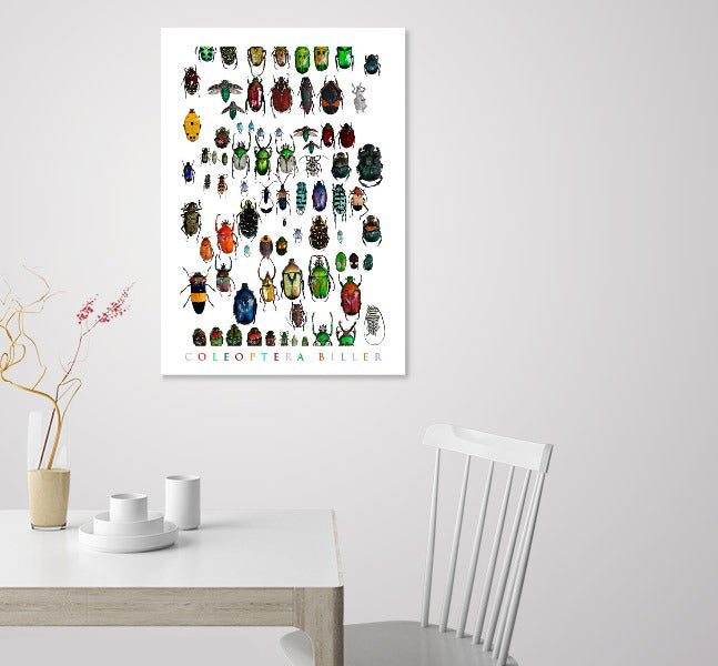 plakat, billeplakat, coleoptera, plakat med insekter, zoologisk kunst, plakater, botanisk kunst, nettbutikk plakater