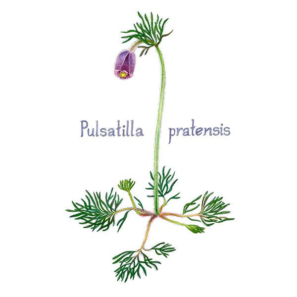 kubjelle, pulsatilla pratensis, botanisk kort, norsk flora