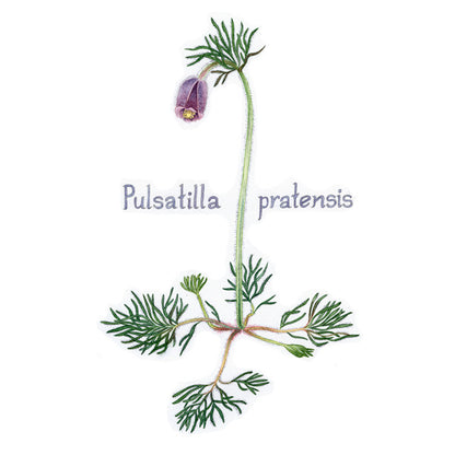 Kubjelle, pulsatilla pratensis, kort med konvolutt, botanikk, flora, vakre kunstkort