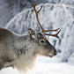 smykker av reinsdyrgevir, smykker av reinsdyrhorn, smykker laget i norge, kortreiste smykker, smykker av horn, tøffe smykker, julegave, bursdagsgave, konfirmasjonsgave, gave til bryllup