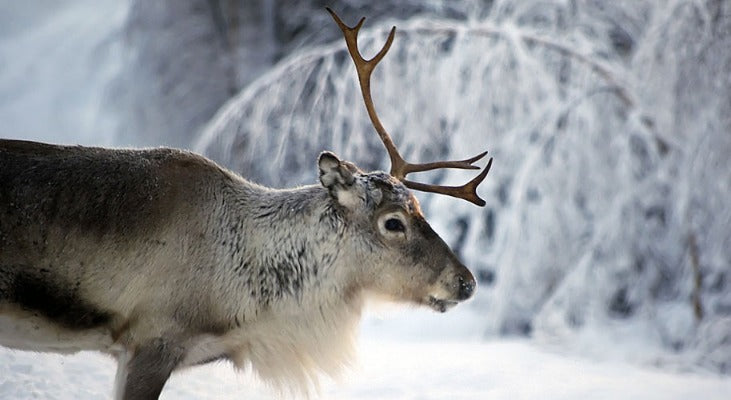 Norsk smykkedesign, norsk smykkedesigner, gullsmed, smykker nordnorge, reinsdyr, smykker av horn, smykker av reinsdyrgevir, ringer av reinsdyrhorn