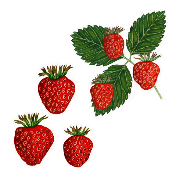 jordbær, tegning, akvarell