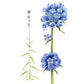 stavklokke, norsk flora, plantetegninger, florategning, botanisk illustratør, campanula, nettbutikk kort, botanbisk kunst